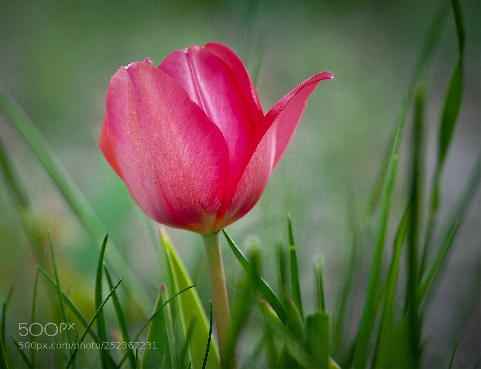 Olympus OM-D E-M1 Mark II sample photo. Olympus digital camera photography