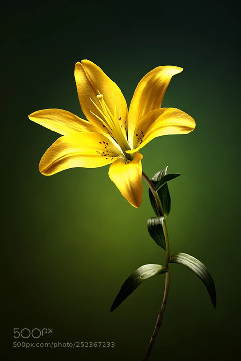 Canon EOS 5DS sample photo. Yellow lilly with stem photography