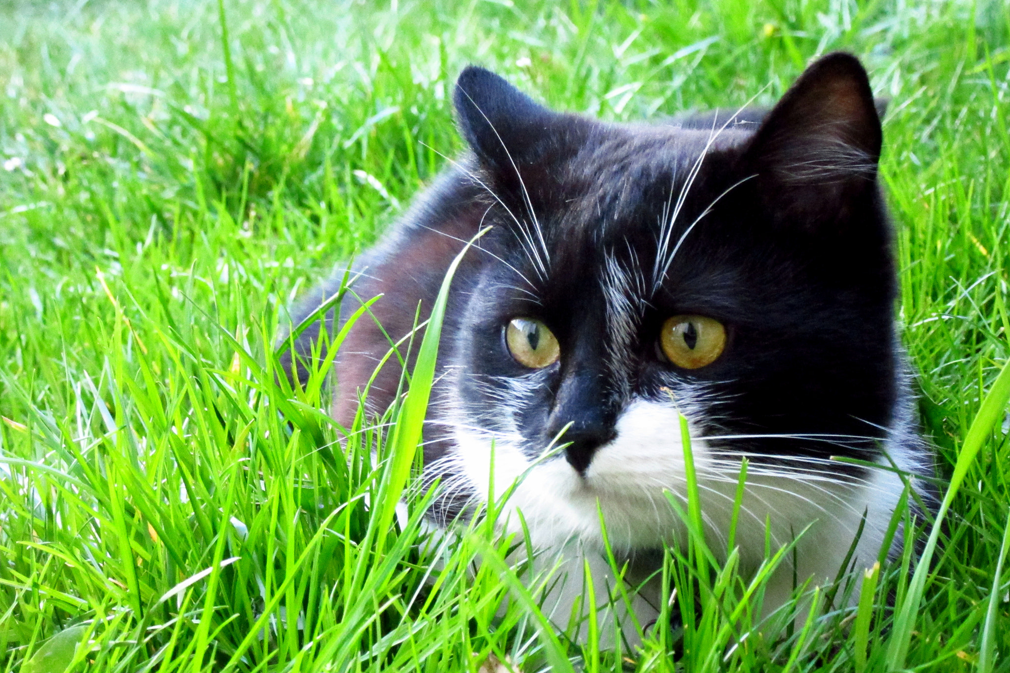 Canon PowerShot SX600 HS sample photo. Meuouh photography