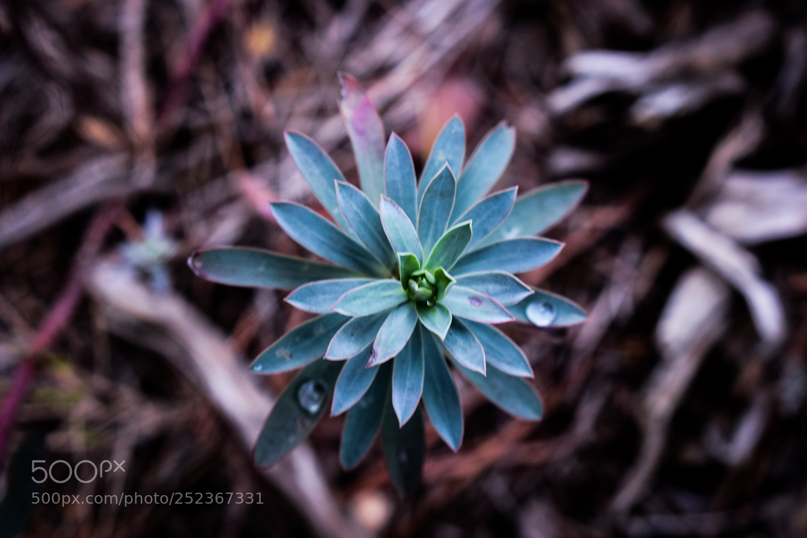 Nikon D3300 sample photo. In the forest photography