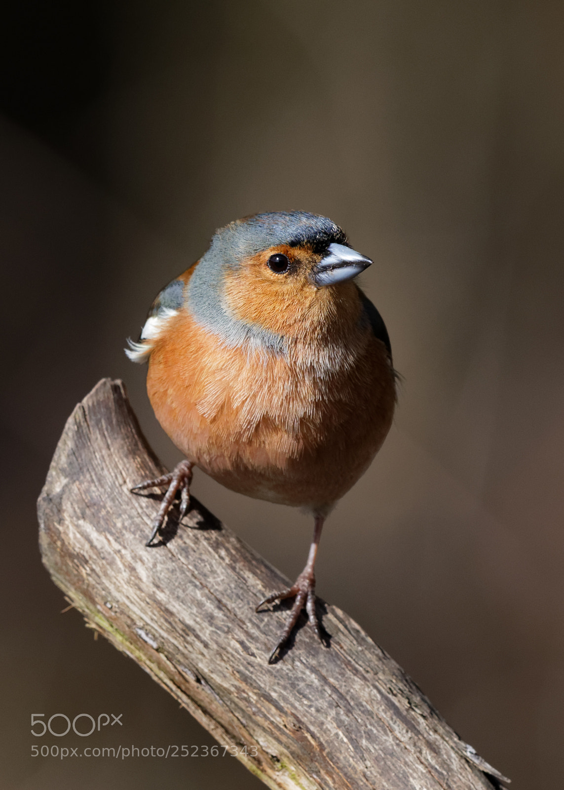 Canon EOS 5D Mark IV sample photo. Chaffinch photography