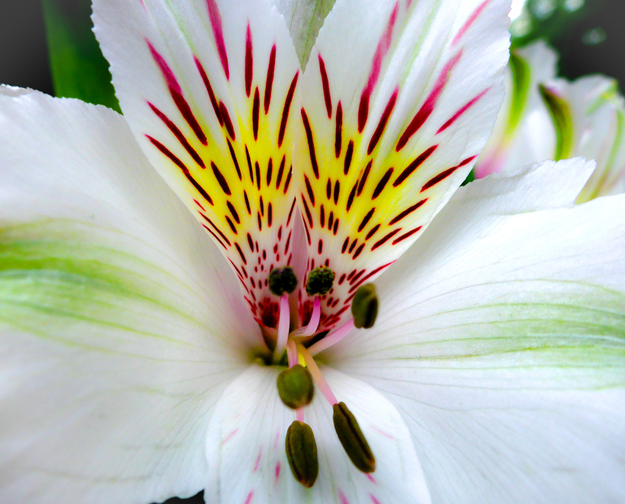 Panasonic Lumix DMC-TS5 (Lumix DMC-FT5) sample photo. White peruvian lily photography