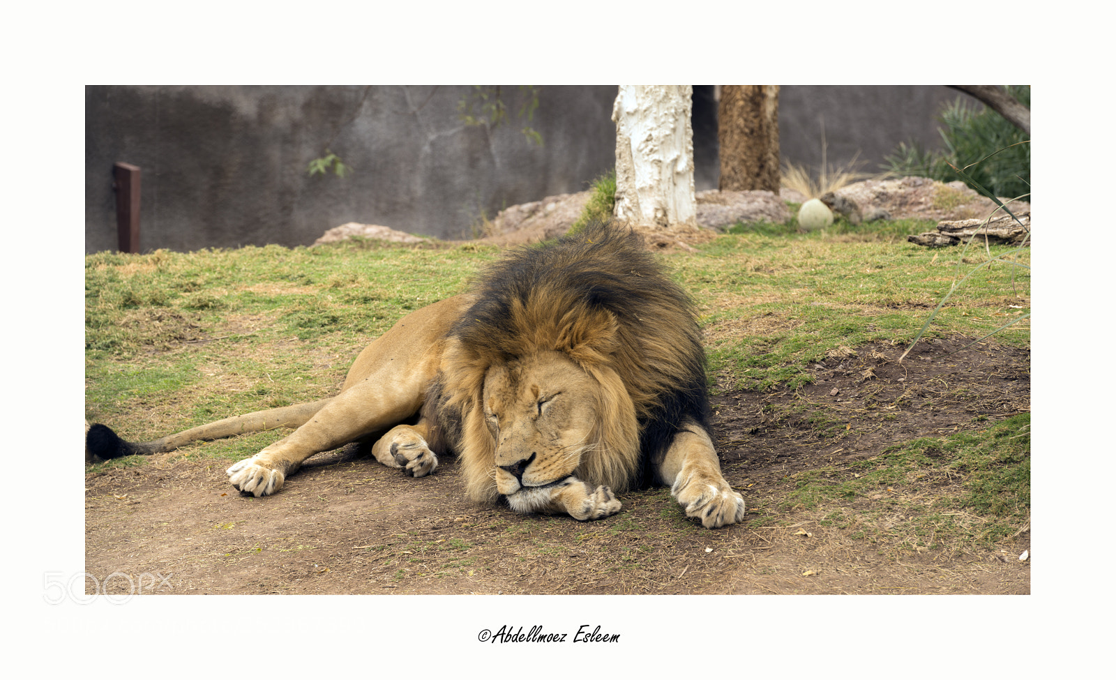 Nikon D800 sample photo. Lion photography