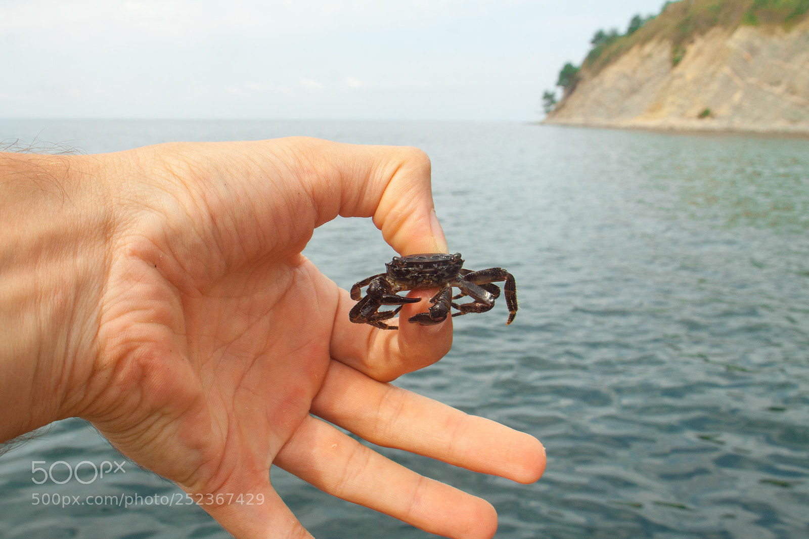 Canon EOS 50D sample photo. Small crab in hand photography