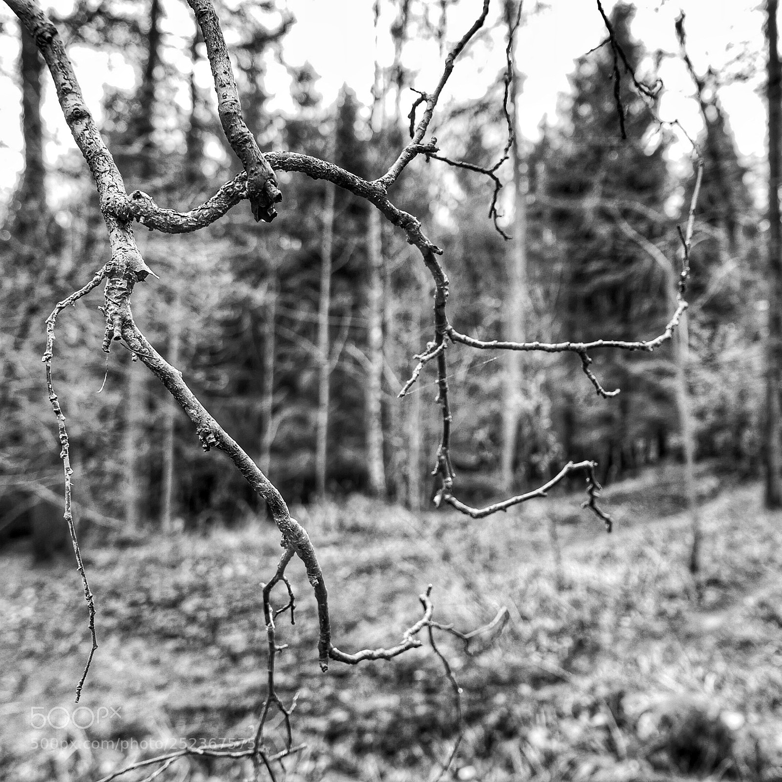 Panasonic Lumix DMC-LX100 sample photo. Branches photography
