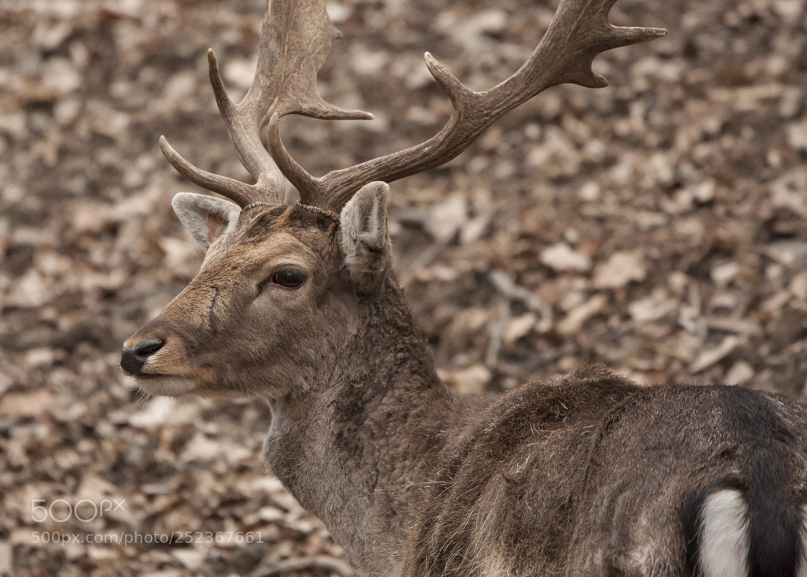 Nikon D90 sample photo. Fallow deer dama dama photography