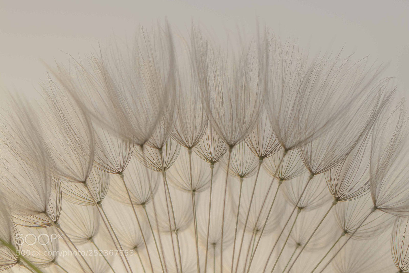 Canon EOS 80D sample photo. Soft photography