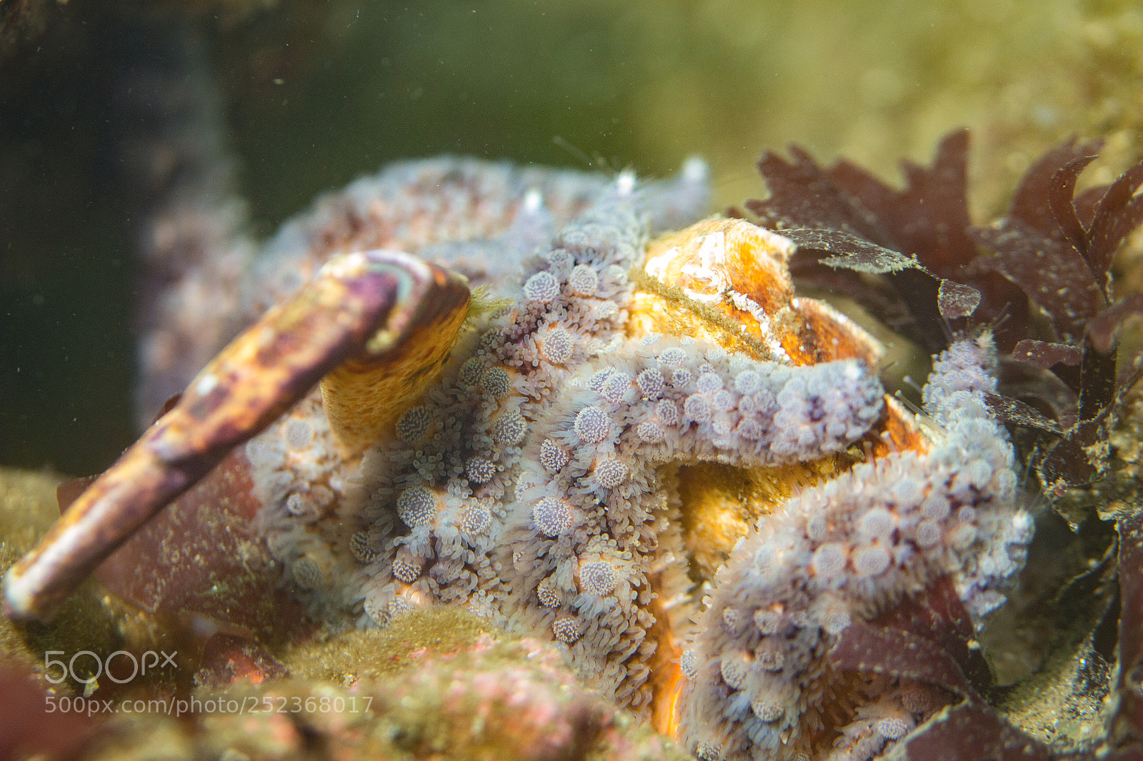 Canon EOS 100D (EOS Rebel SL1 / EOS Kiss X7) sample photo. Seastar attempting to eat photography