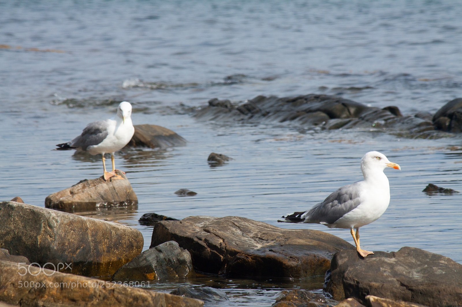 Canon EOS 50D sample photo. Gulls sitting on stones photography