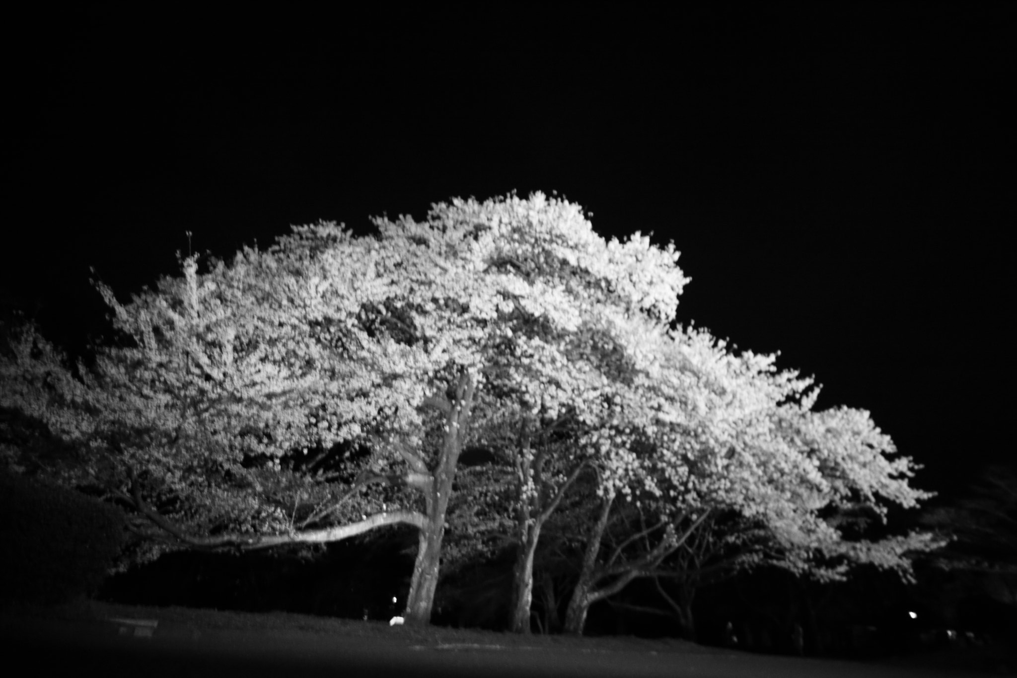Canon EOS 5D Mark II + Sigma 12-24mm F4.5-5.6 EX DG Aspherical HSM sample photo. Iwamoto mountain park photography