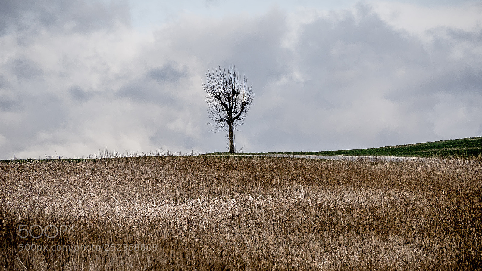 Panasonic DMC-G70 sample photo. Tree on ffield photography