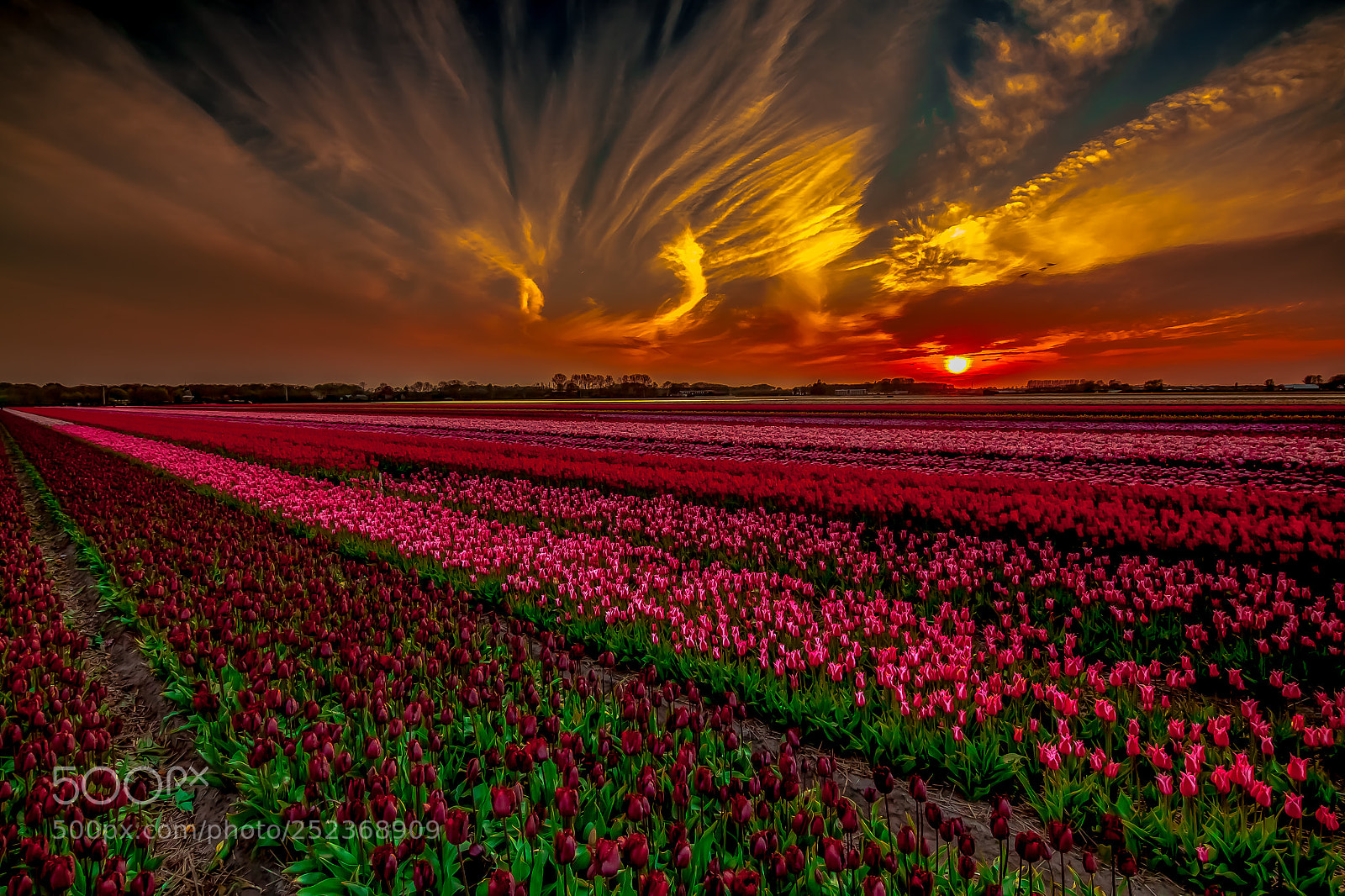 Canon EOS 50D sample photo. Tulip season photography