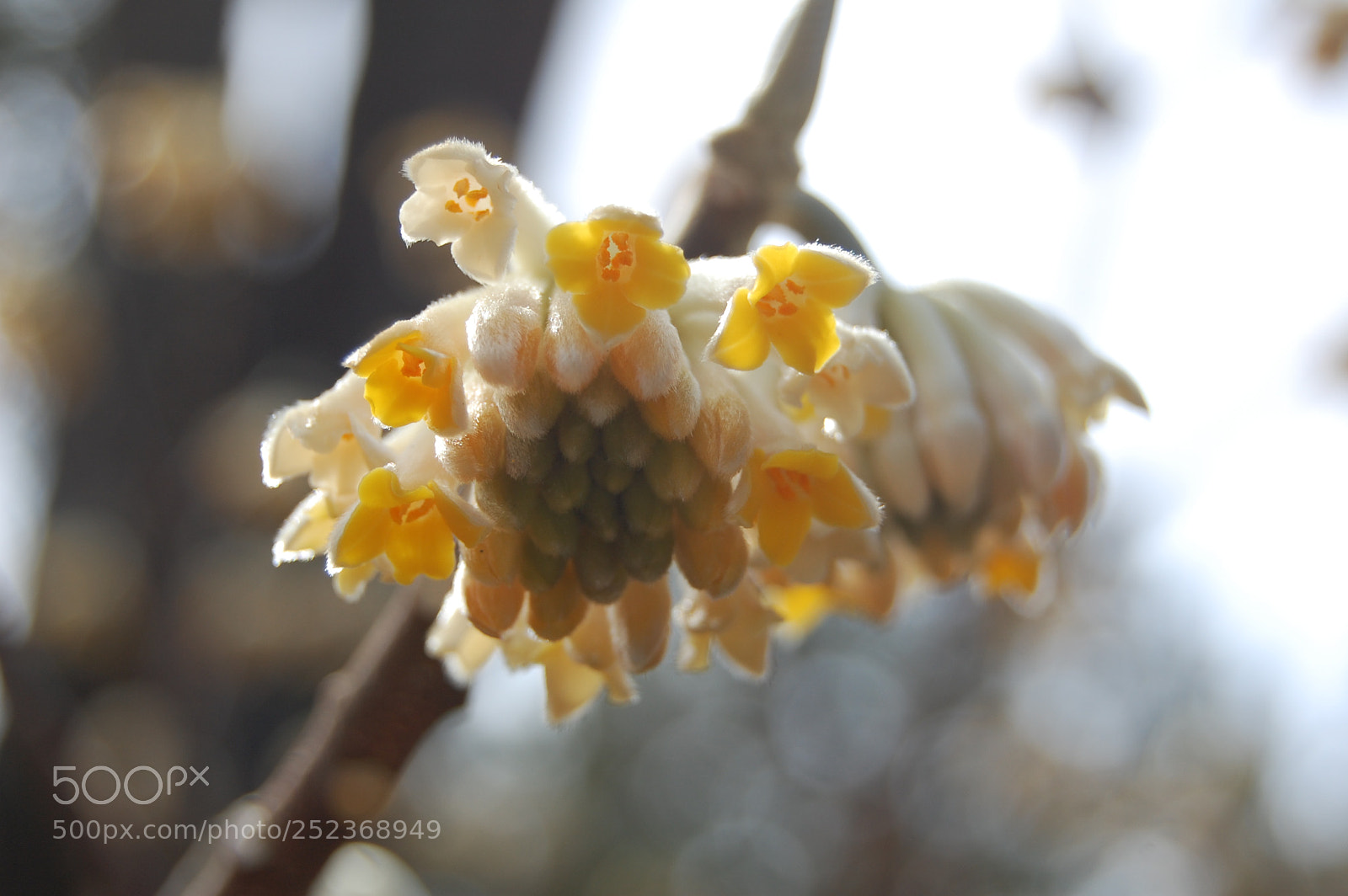 Nikon D40 sample photo. Still sleepy photography