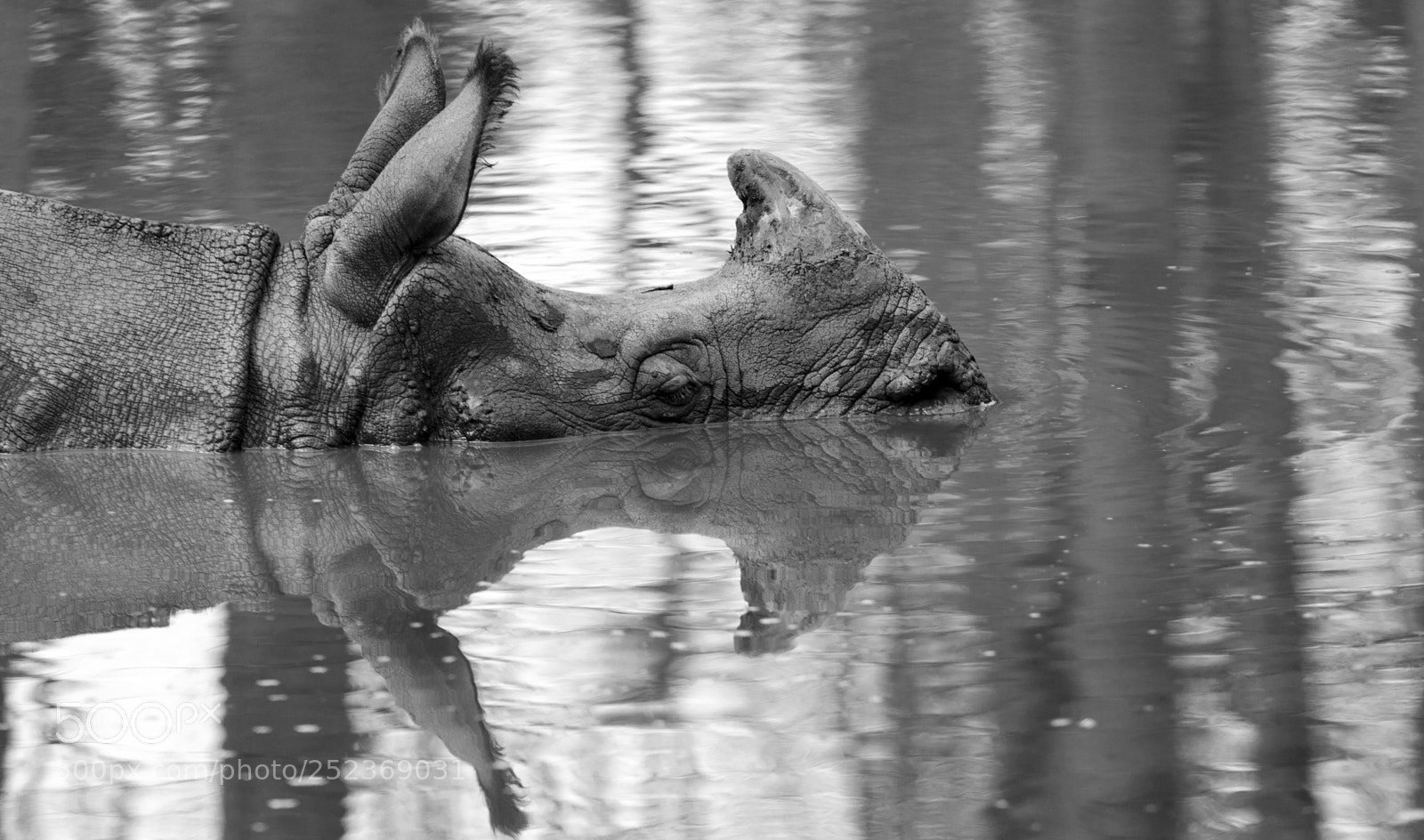 Nikon D7000 sample photo. Symmethroceros photography