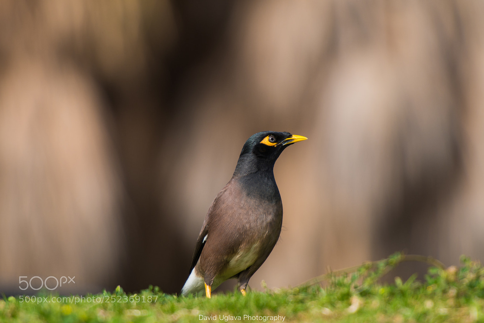 Nikon D500 sample photo. Common myna photography