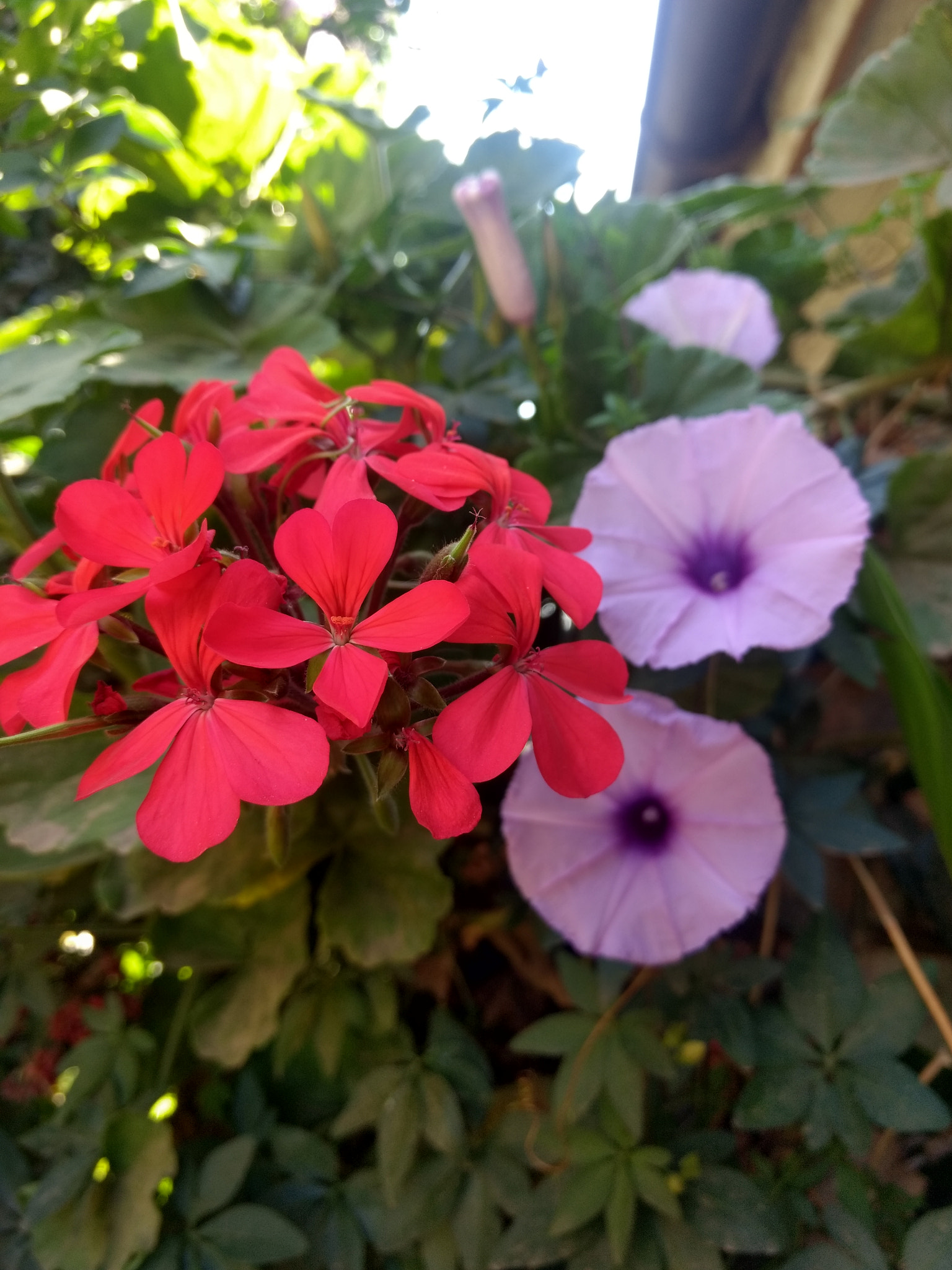 Motorola Moto Z Play sample photo