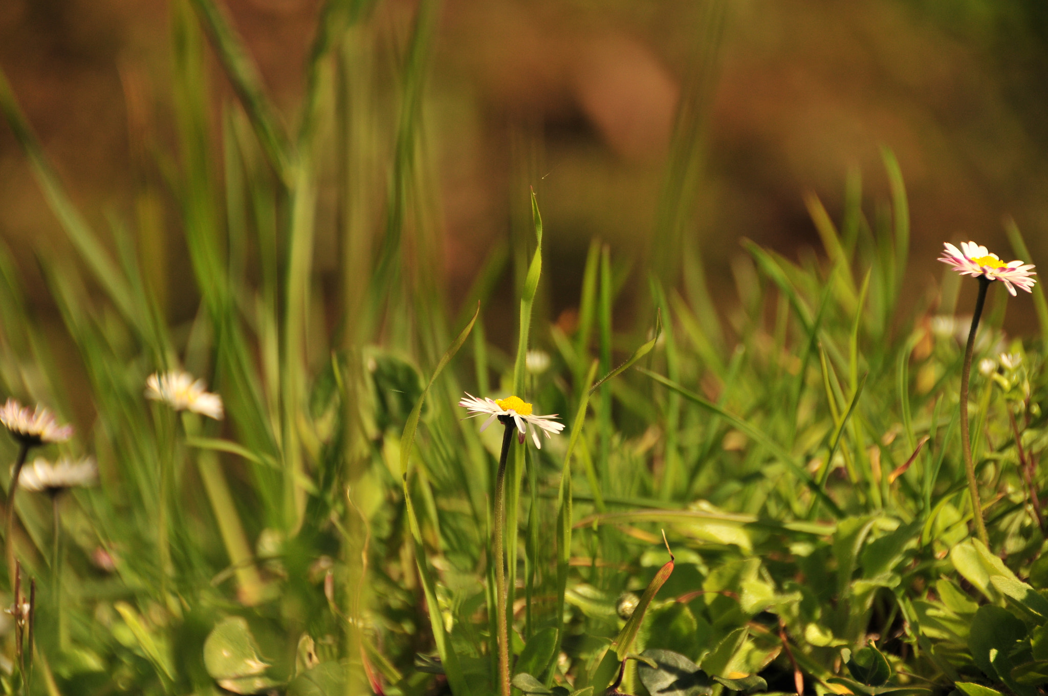 Nikon D300S sample photo. Flor photography