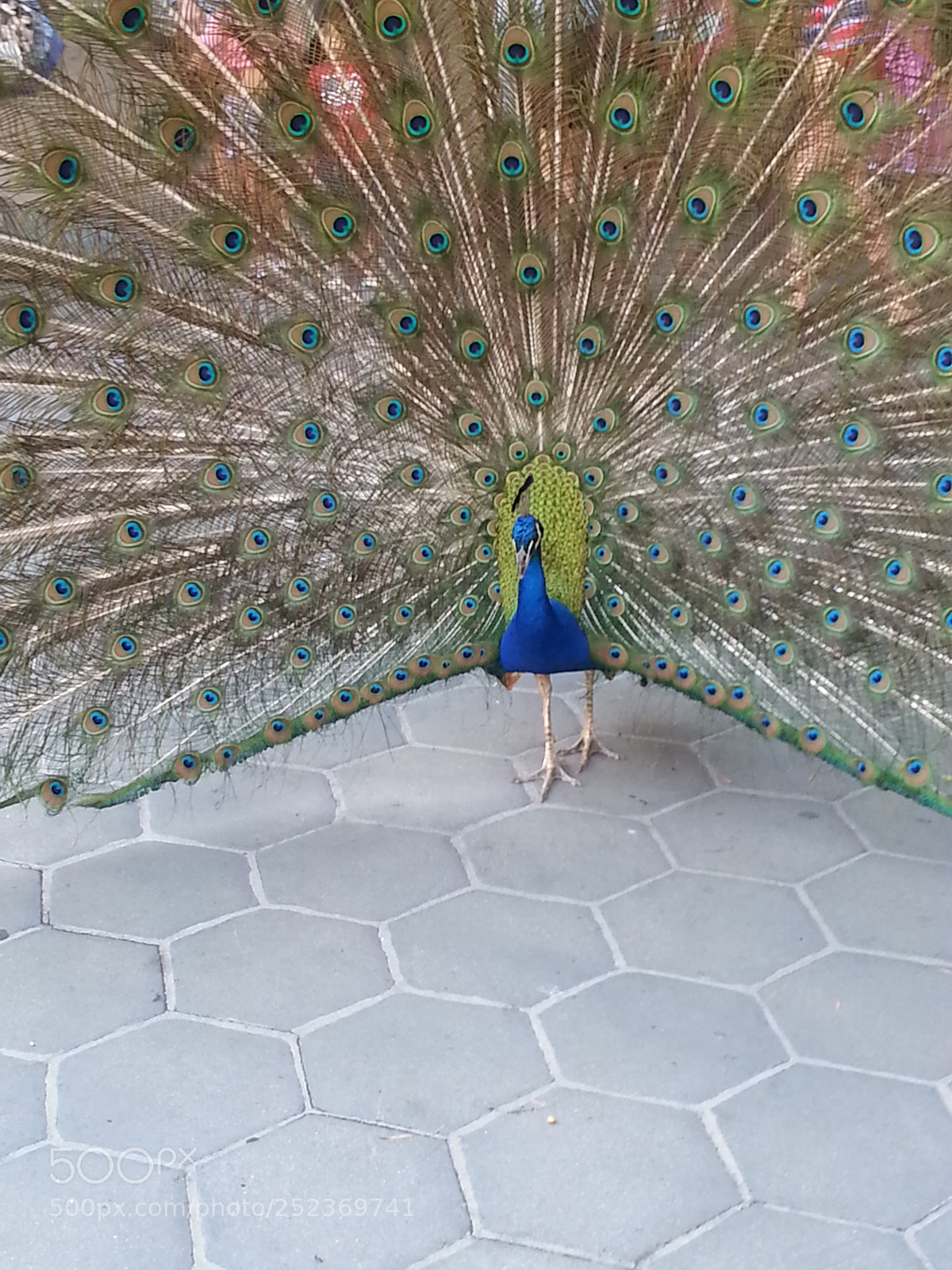 Samsung Galaxy Note2 sample photo. Beautiful peacock photography