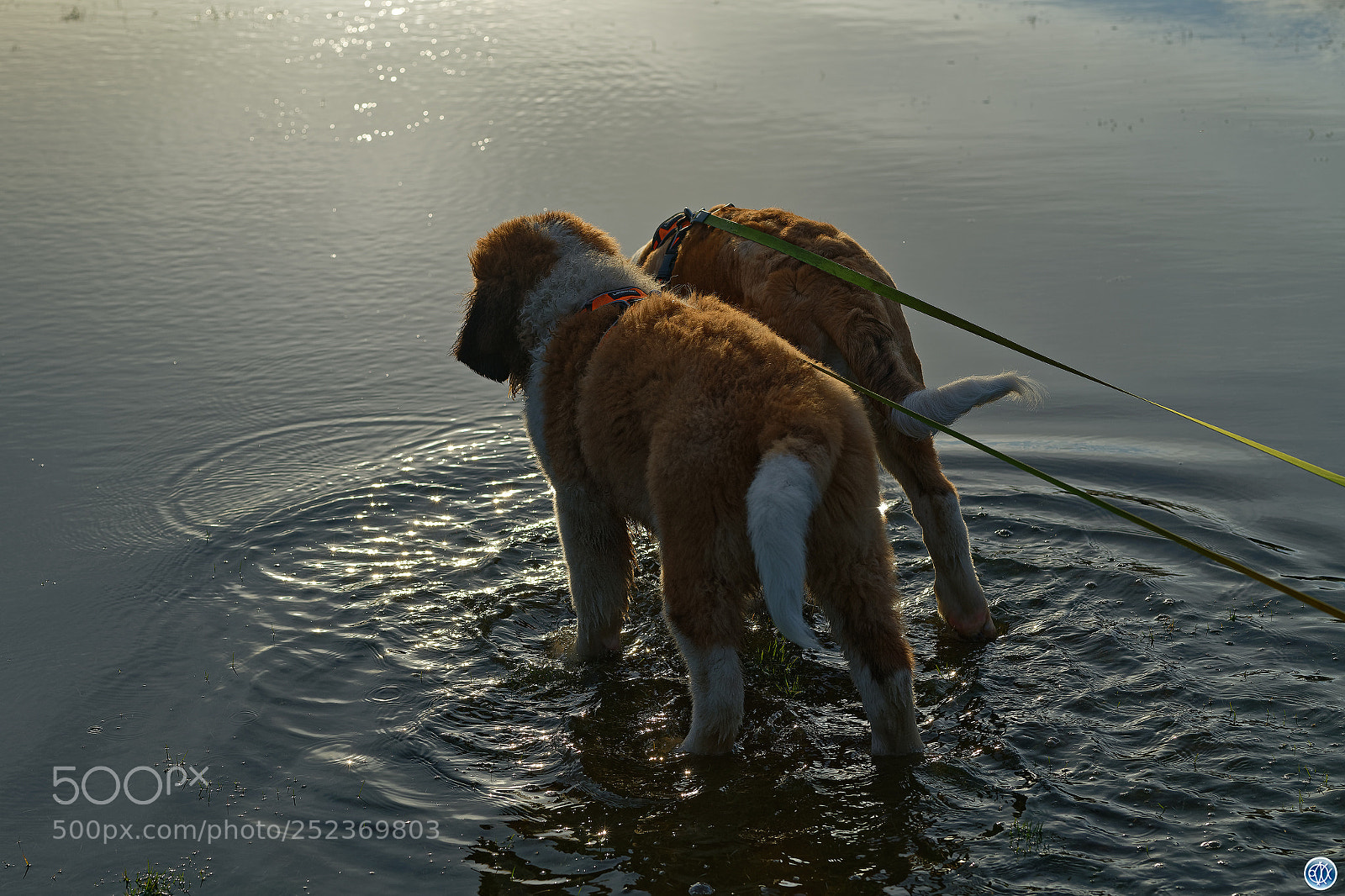 Nikon D850 sample photo. Saint bernard siblings photography