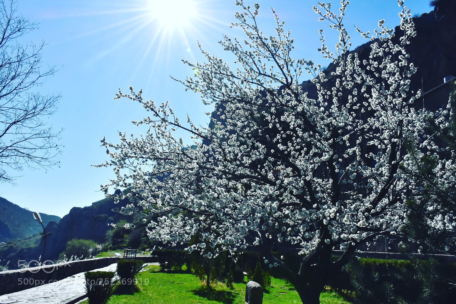 Nikon D7200 sample photo. Grigor tree photography