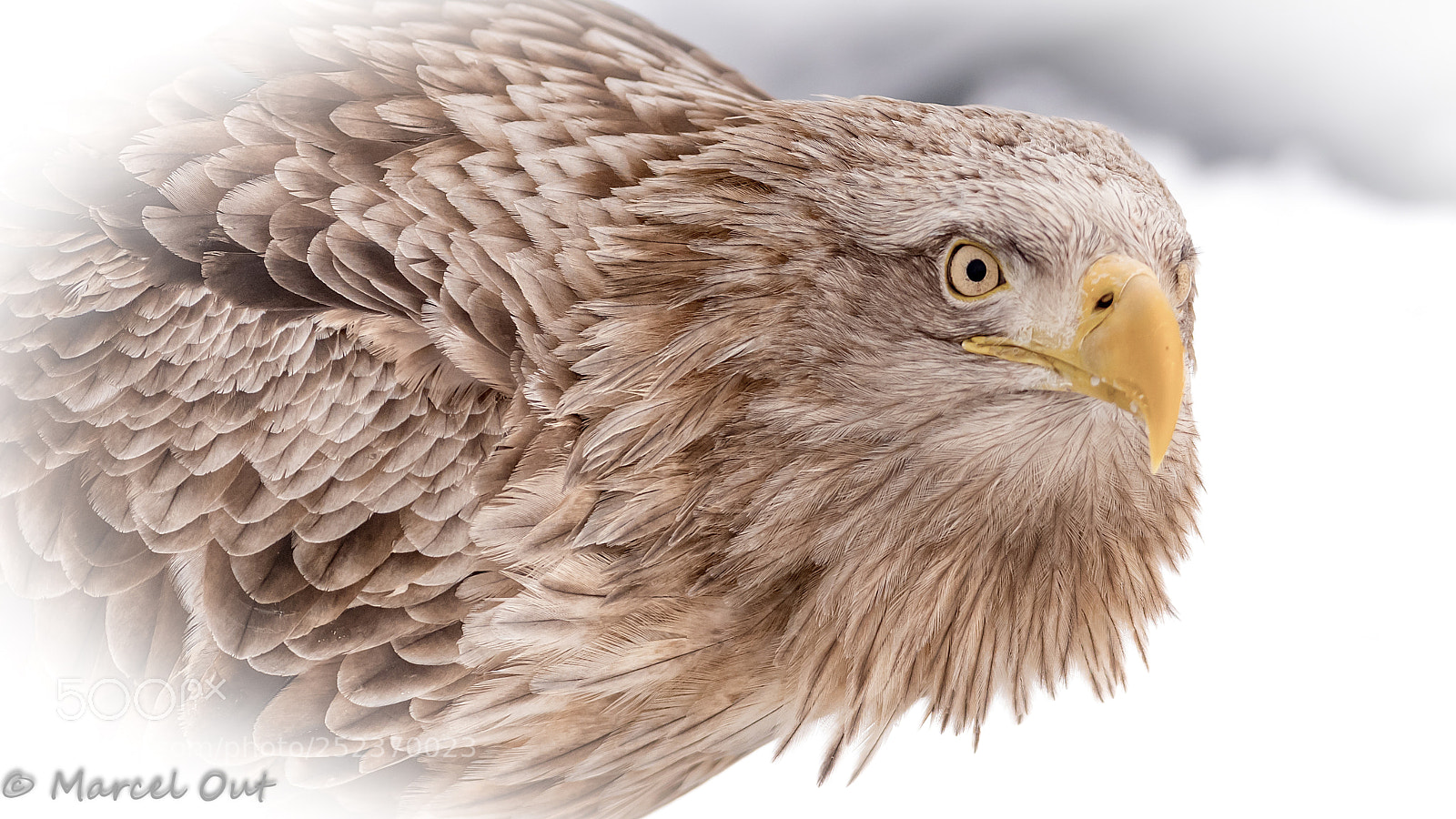 Nikon D500 sample photo. White-tailed eagle photography