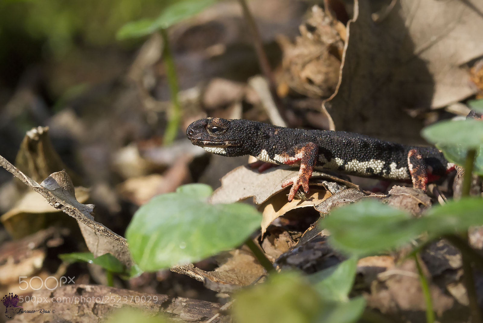 Canon EOS 7D sample photo. Northern spectacled salamander,salamandrina dagli photography