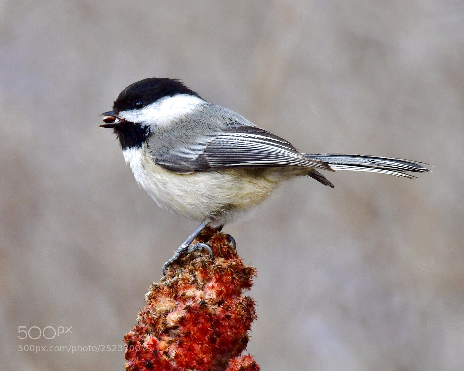 Nikon D5 sample photo. Black-capped chickadee 
黑頂山雀 photography