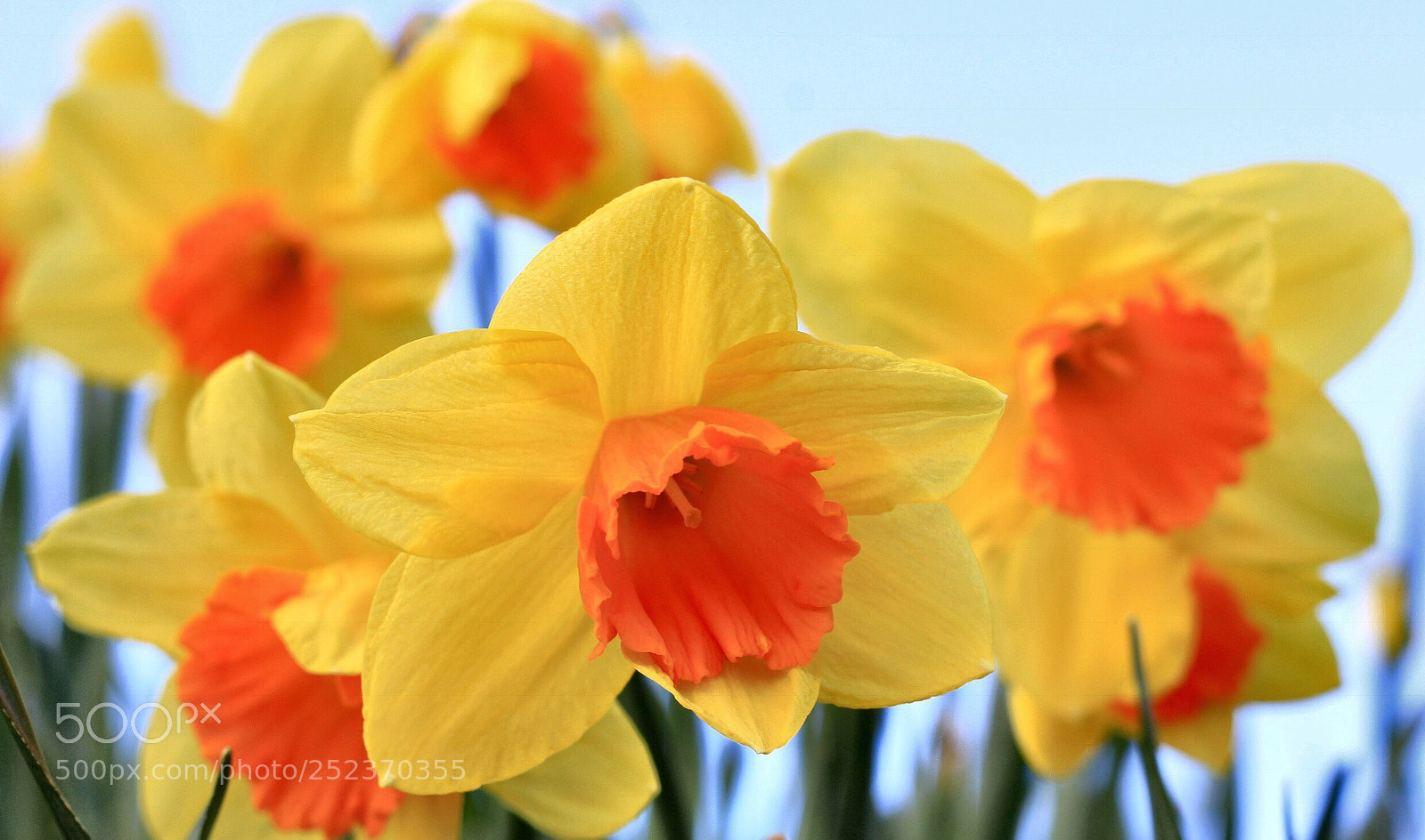 Canon EOS 60D sample photo. Spring colours photography