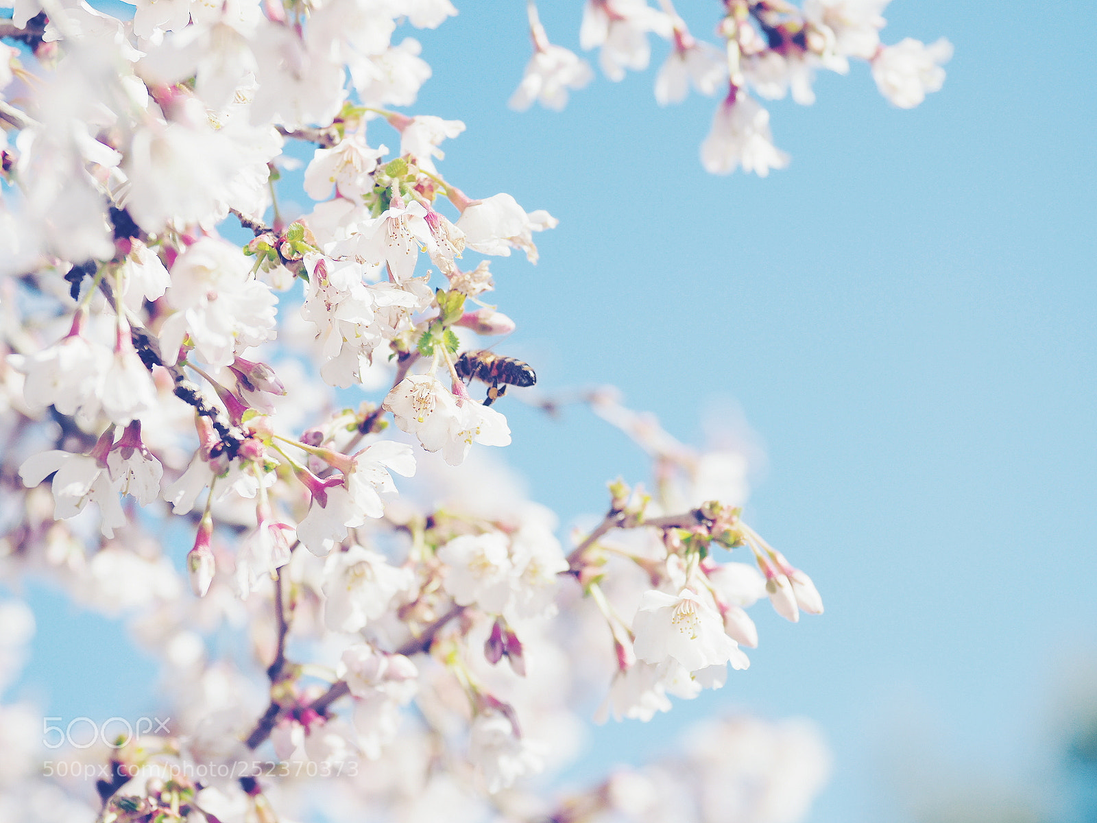 Olympus OM-D E-M1 Mark II sample photo. Blossom photography