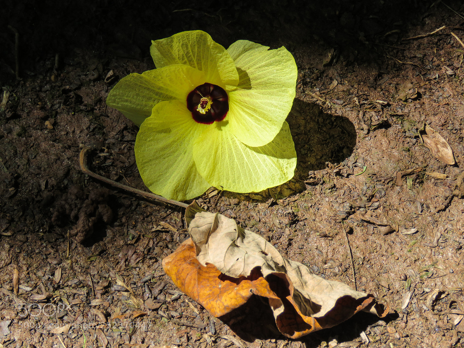 Canon PowerShot SX60 HS sample photo. Img photography