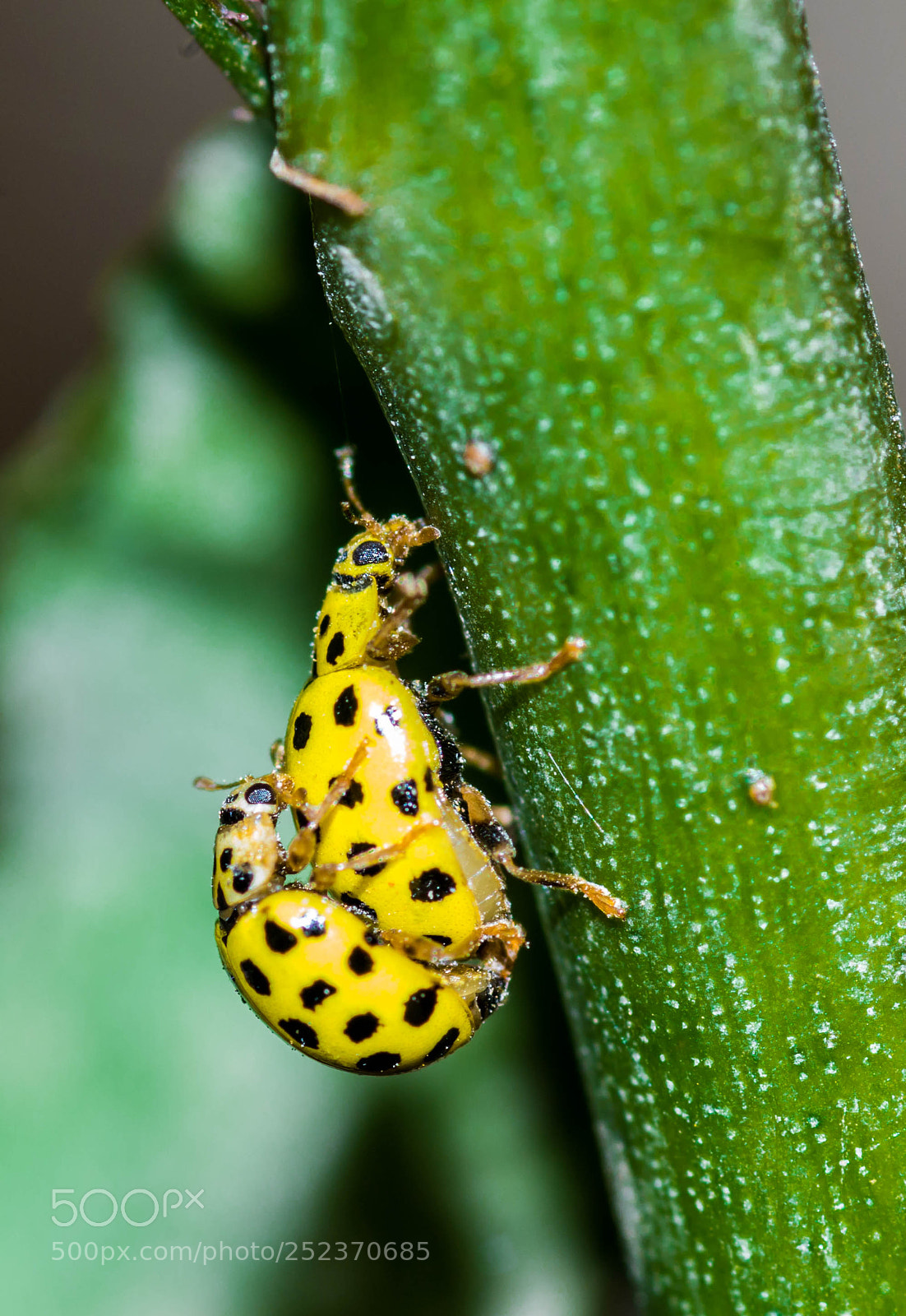 Pentax K-50 sample photo. Couple of lady beetle photography