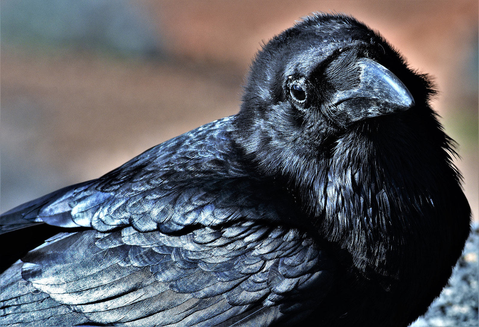 Nikon D7200 sample photo. Schau mir in die augen photography