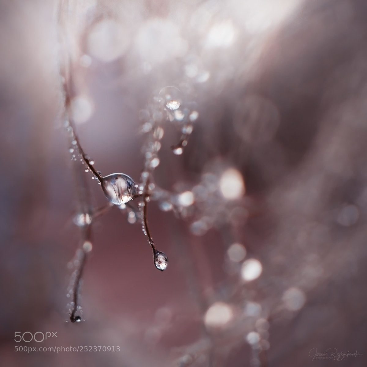 Canon EOS 5D Mark II sample photo. Elixir of life photography