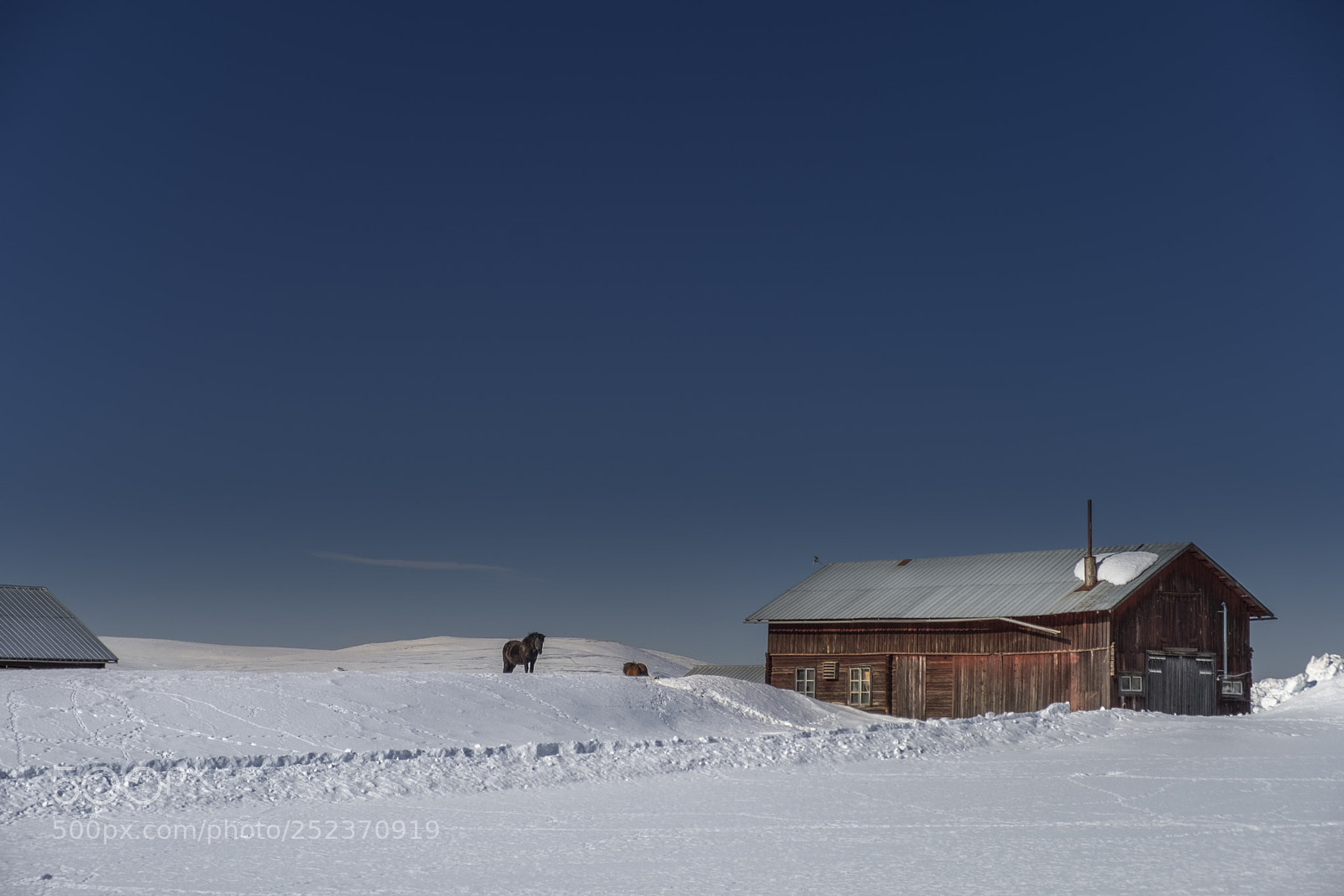 Fujifilm X-T2 sample photo. Winter horses photography