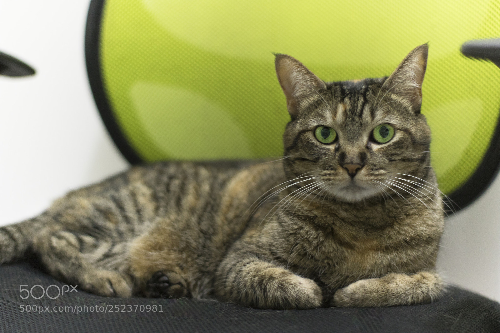 Canon EOS 750D (EOS Rebel T6i / EOS Kiss X8i) sample photo. Mia photography
