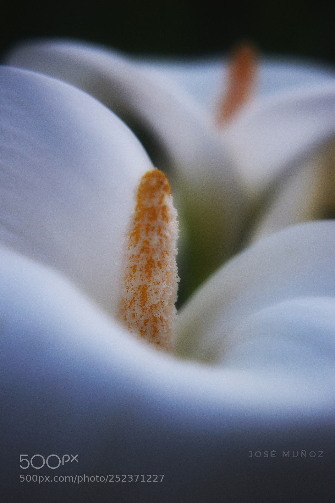 Nikon D3300 sample photo. Fluye la primavera photography