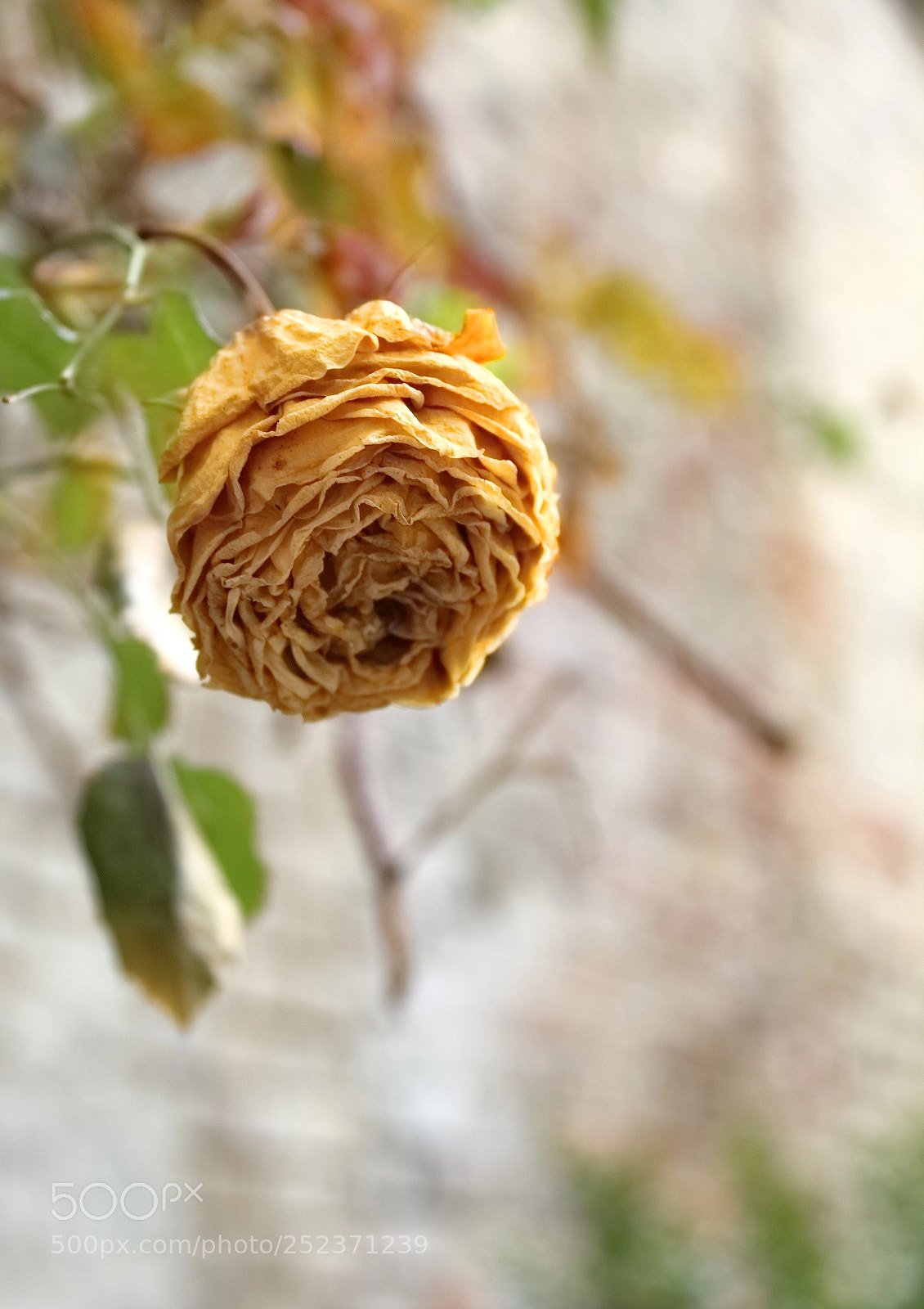 Canon EOS 1300D (EOS Rebel T6 / EOS Kiss X80) sample photo. Wilted rose photography