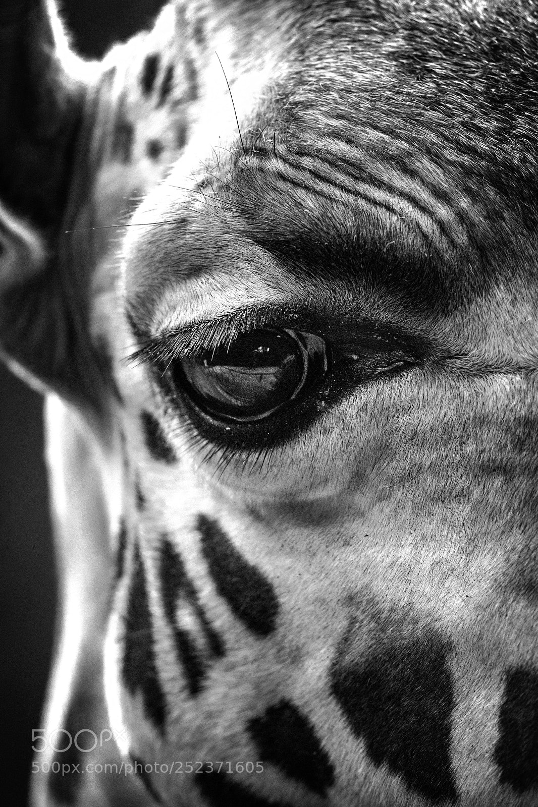Nikon D500 sample photo. Look from the top photography