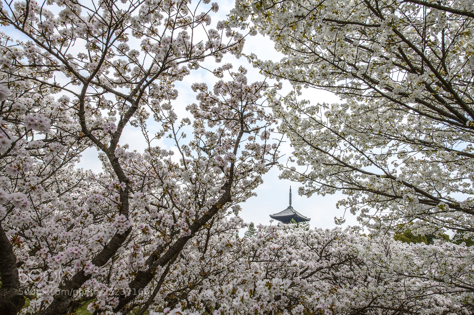 Nikon D850 sample photo. Ninna-ji kyoto 仁和寺 御室櫻 photography