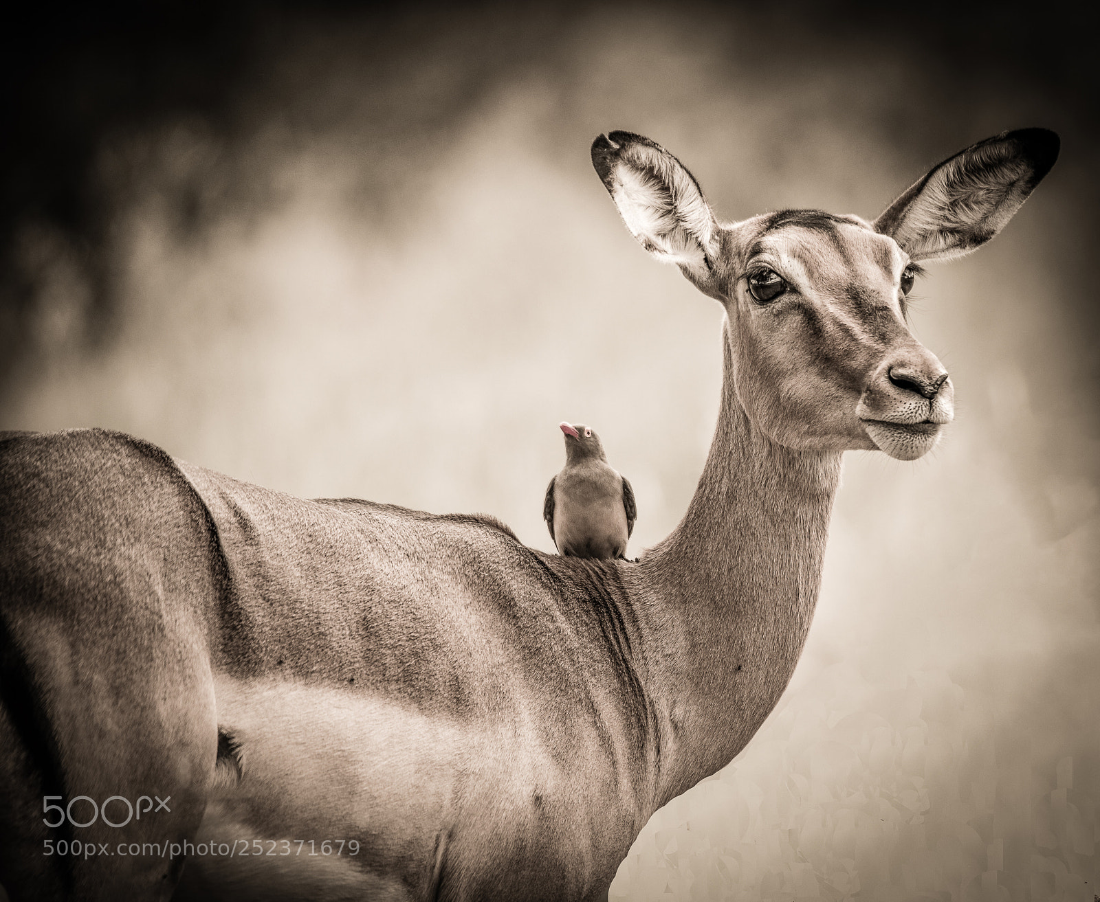 Nikon D800 sample photo. Impala and oxpecker. photography