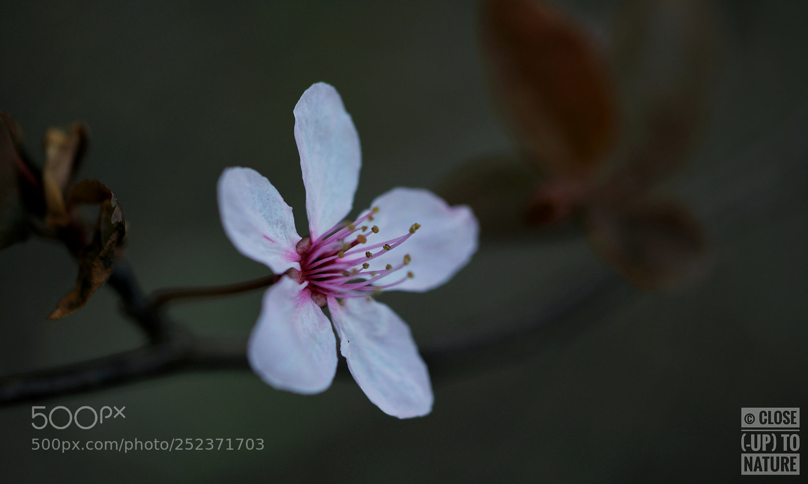 Samsung NX500 sample photo. Prunus spinosa (2) photography