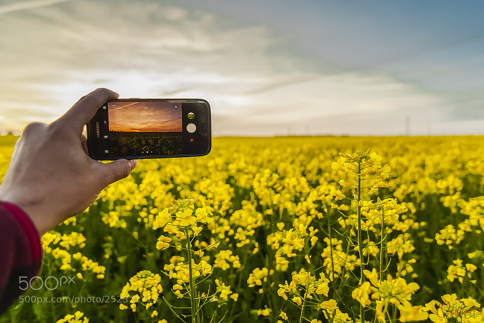 Canon EOS 5D Mark II sample photo. Yellow sam photography
