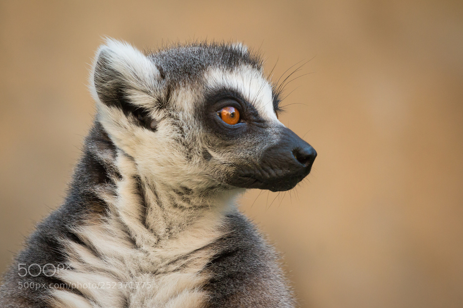 Canon EOS 70D sample photo. Lemur photography