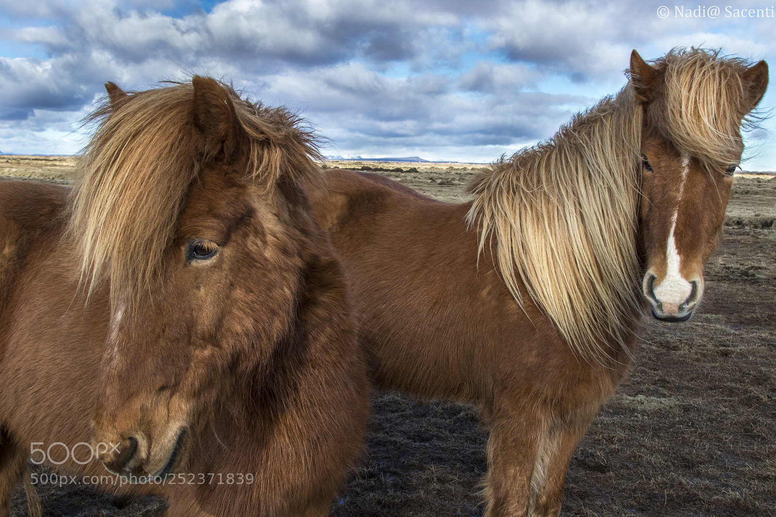 Canon EOS 7D Mark II sample photo. Equus scandinavus photography