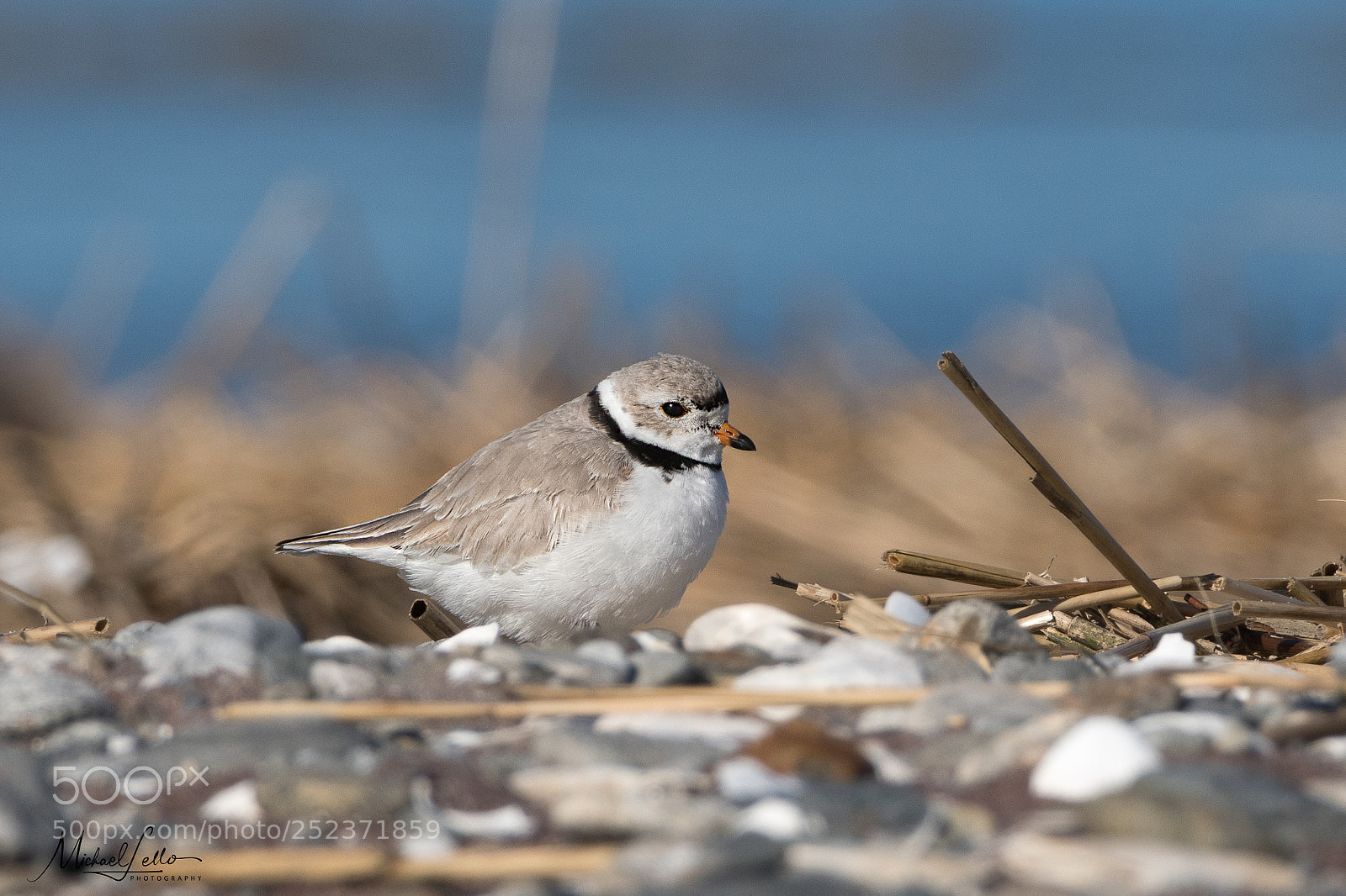 Nikon D500 sample photo. Piping plover photography
