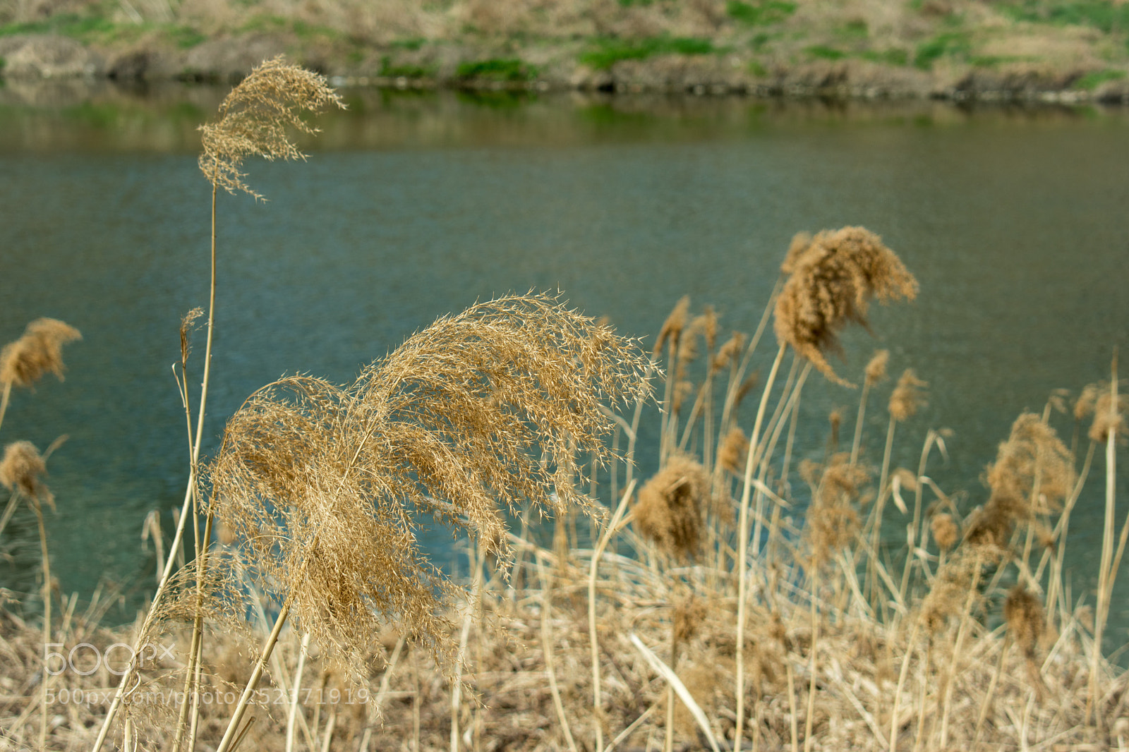 Nikon D5600 sample photo. Reed photography