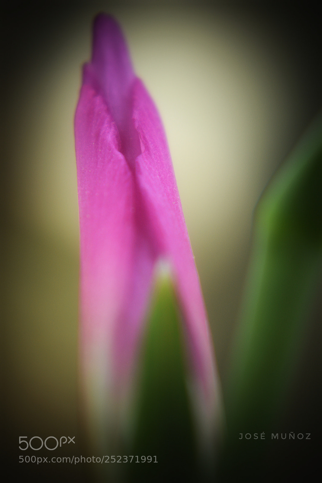 Nikon D3300 sample photo. Untitled photography