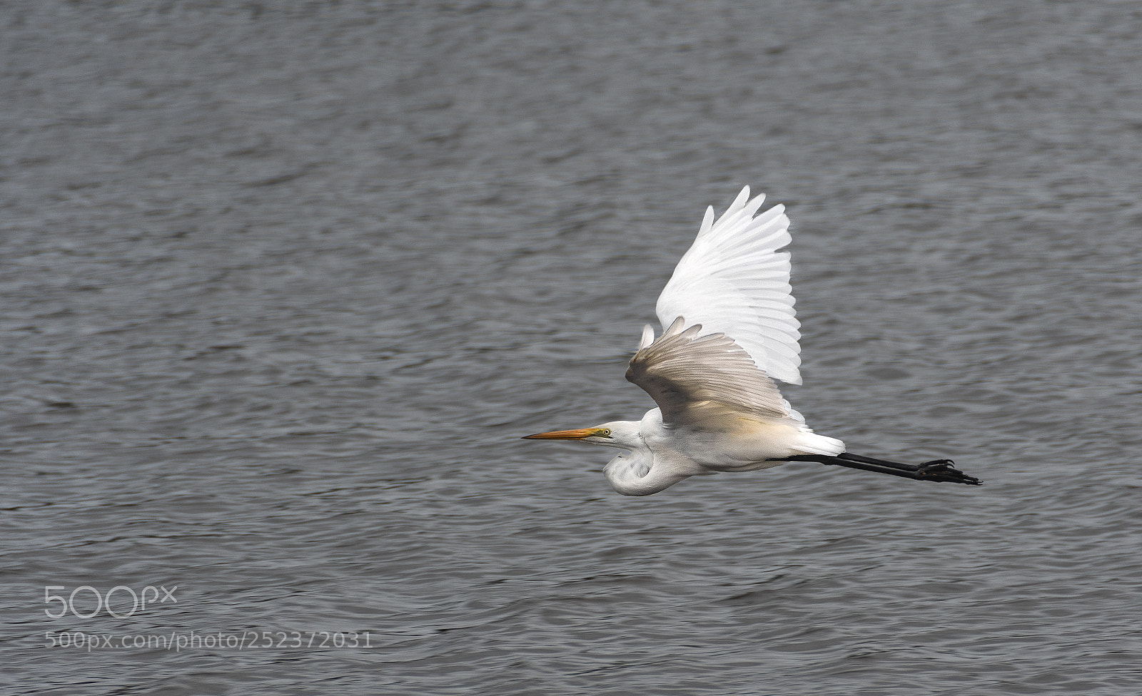 Nikon D500 sample photo. Eastern great egret photography