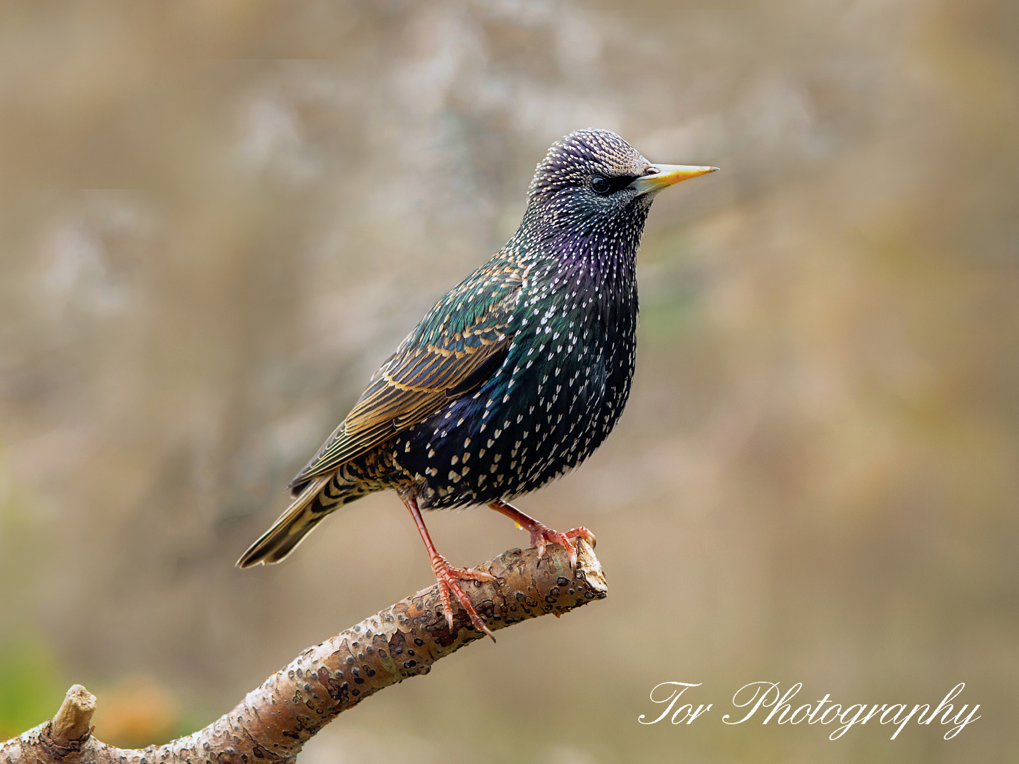 Olympus E-410 (EVOLT E-410) sample photo. Starling photography