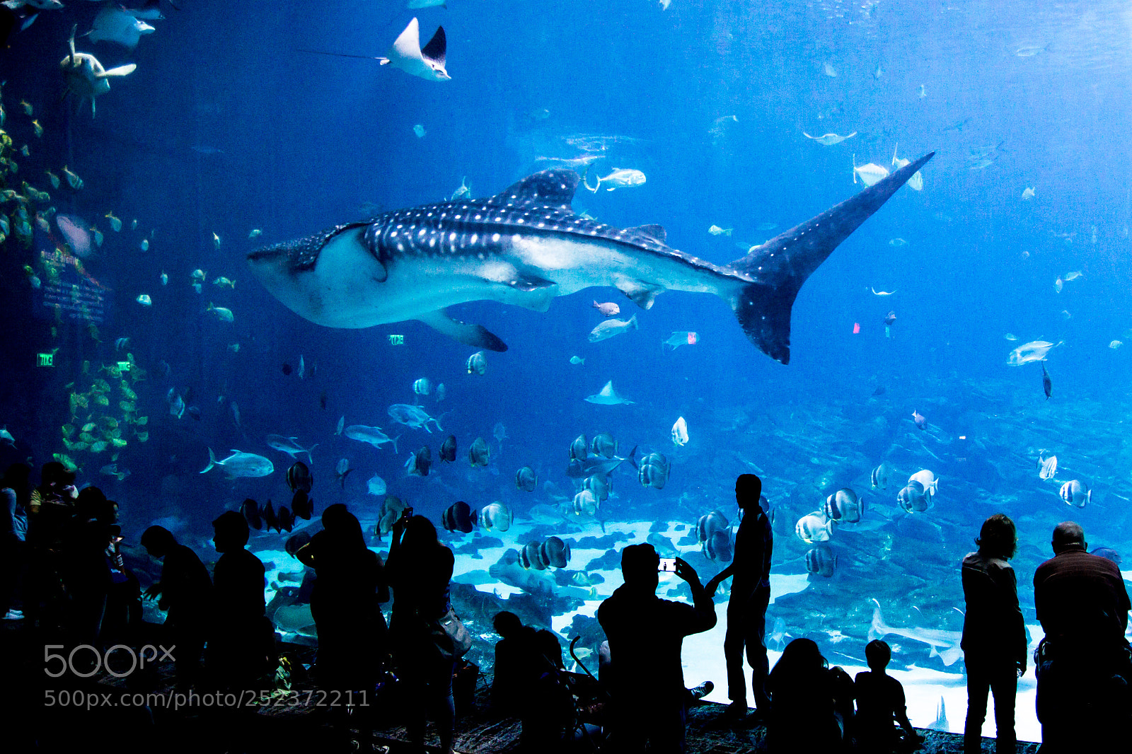 Canon EOS 600D (Rebel EOS T3i / EOS Kiss X5) sample photo. White wale shark photography